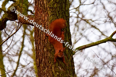 Eichhörnchen klettert