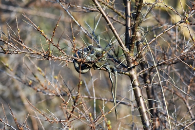Ringelnattern paaren sich im Spreewald